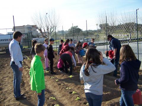 Plantação de alfaces na horta da Escola